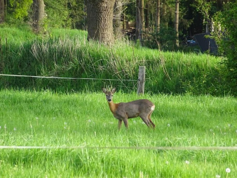 Charmante Ferienwohnung In Idyllischer Lage Jever Exterior foto